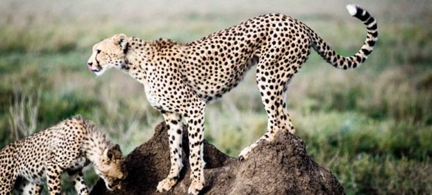 Πώς επιβιώνουν οι γατόπαρδοι στη σαβάνα