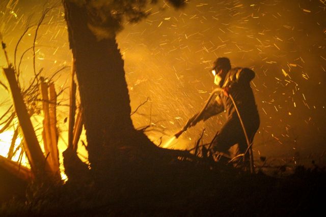 Μεγάλες καταστροφές σε ελαιόδεντρα από τις πυρκαγιές στην Ηλεία