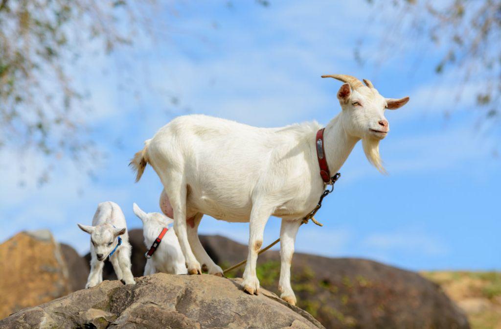 Μητέρα έγινε η πρώτη κλωνοποιημένη κατσίκα του κόσμου
