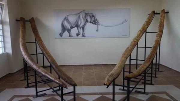 Μαμούθ και ελέφαντες 4 εκατ. χρόνων στα Γρεβενά