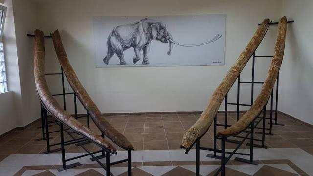 Μαμούθ και ελέφαντες 4 εκατ. χρόνων στα Γρεβενά