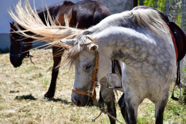 Ναύπλιο: Λιτανεία της εικόνας του Αγίου Γεωργίου με άλογα