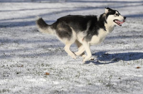 Ταυτοποίησαν σκύλο με τη βοήθεια αγαπημένου του… τραγουδιού [Βίντεο]