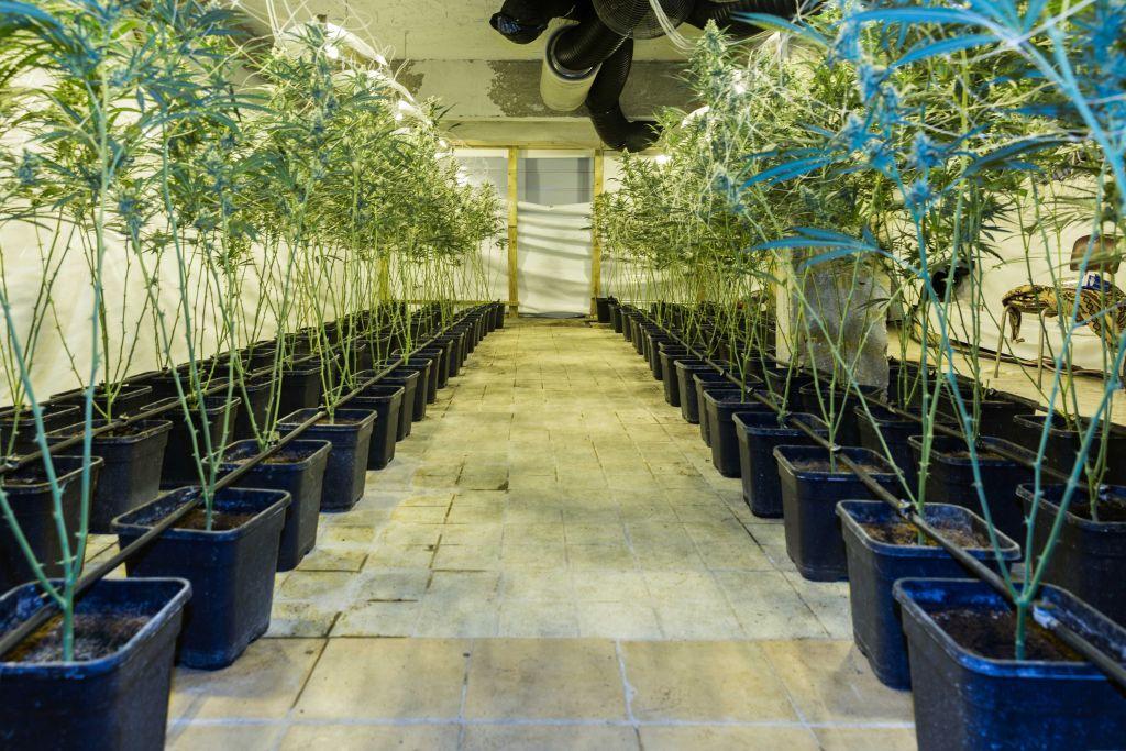 Καλλιεργούσαν κάνναβη αξίας 4 εκατ. ευρώ σε βίλες της Αττικής