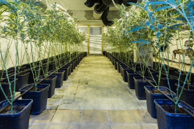 Καλλιεργούσαν κάνναβη αξίας 4 εκατ. ευρώ σε βίλες της Αττικής