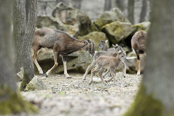Νεογέννητα αγρινό σε πάρκο της Βουδαπέστης