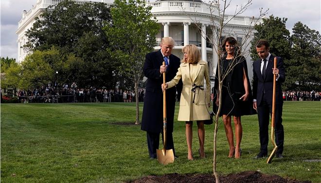 Πού πήγε το δέντρο που φύτεψαν ο Τραμπ και ο Μακρόν;