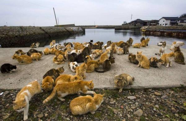 Οκισίμα: Η νήσος των γατών