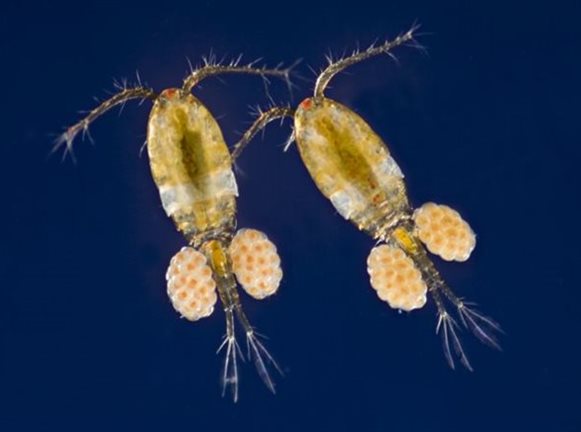 Πλαγκτόν, ένας θαυμαστός υδάτινος κόσμος