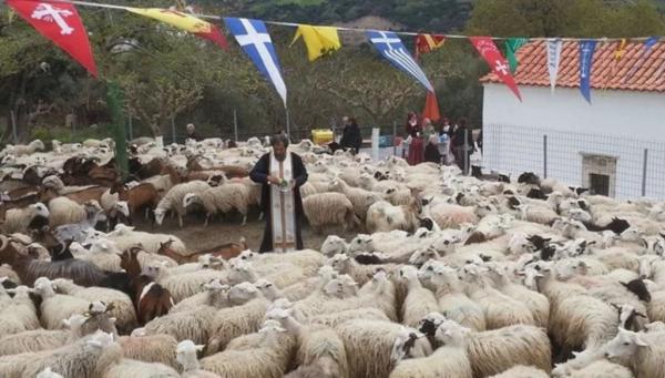 Στην Ασή Γωνιά ευλόγησαν πρόβατα για τη γιορτή του Άη Γιώργη