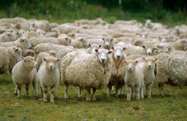 Ευλόγησαν και φέτος τα πρόβατα στην Ασή Γωνιά στα Χανιά