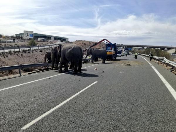 Ισπανία: Ελέφαντες έκλεισαν τον αυτοκινητόδρομο [Βίντεο]