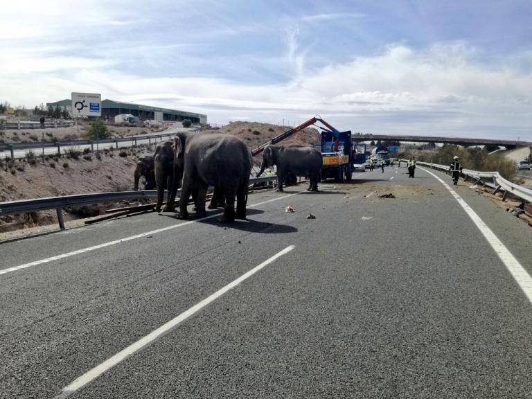 Ισπανία: Ελέφαντες έκλεισαν τον αυτοκινητόδρομο [Βίντεο]