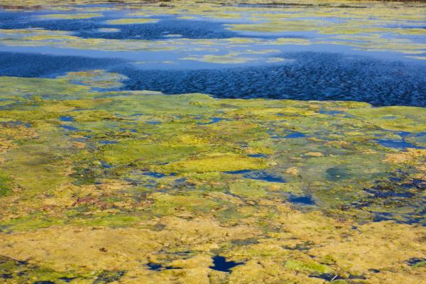 Σε βάλτο κινδυνεύει να μετατραπεί η λίμνη Βαϊκάλη