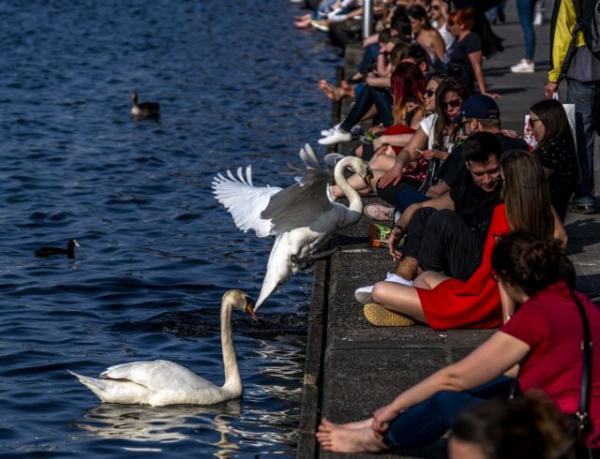 Μια βόλτα με παρέα… κύκνους