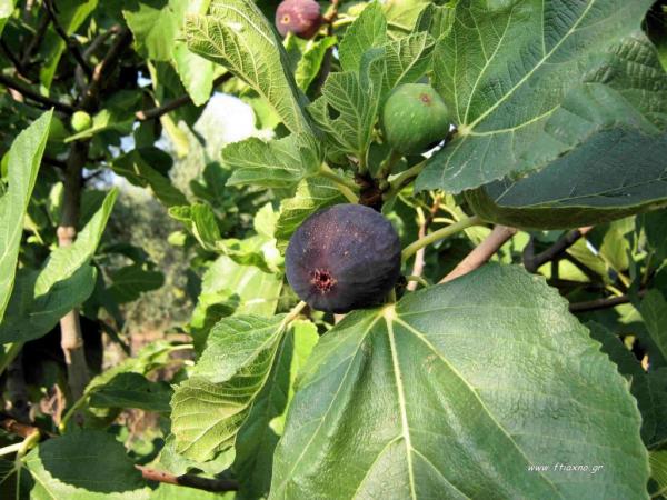 Επάγγελμα συκοφάντης