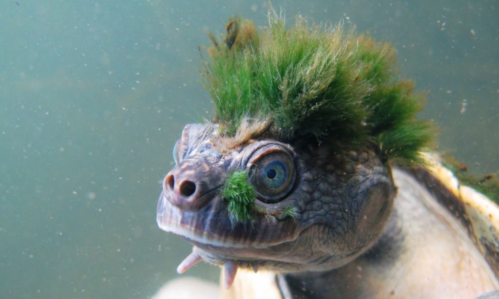 Η χελώνα που έχει... μοϊκάνα από φύκια στο κεφάλι της