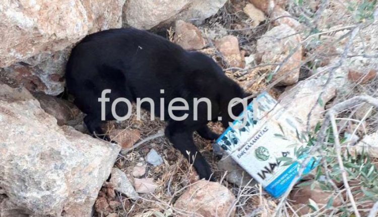 Λασίθι: Ασυνείδητος παγίδεψε σκυλάκι μέσα σε μεταλλικό δοχείο [Εικόνες]