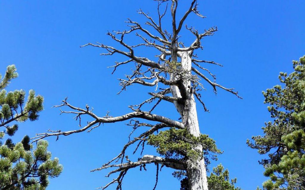 Ένα ιταλικό πεύκο το γηραιότερο δέντρο στην Ευρώπη