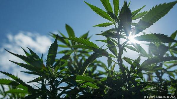 Ανάπτυξη στην Ελλάδα μέσω… ιατρικής κάνναβης;