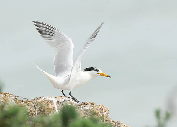 Με εξαφάνιση απειλείται το μαυροσκούφικο γλαρόνι
