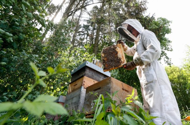 Μοναδικές εικόνες από την τέχνη της μελισσοκομίας