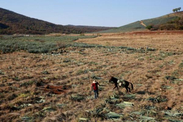 ΕΛΓΑ: Καταβολή αποζημιώσεων ύψους 7 εκατομμυρίων ευρώ