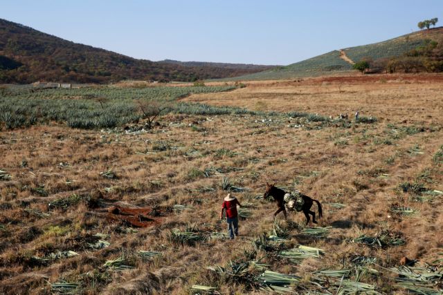 ΕΛΓΑ: Καταβολή αποζημιώσεων ύψους 7 εκατομμυρίων ευρώ