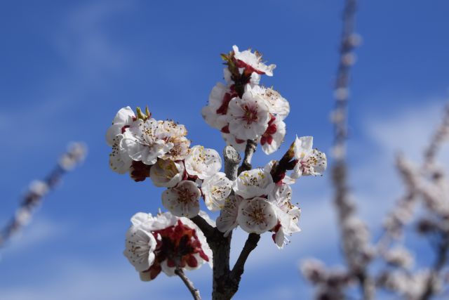 Ανοιξιάτικος ο καιρός τη Δευτέρα