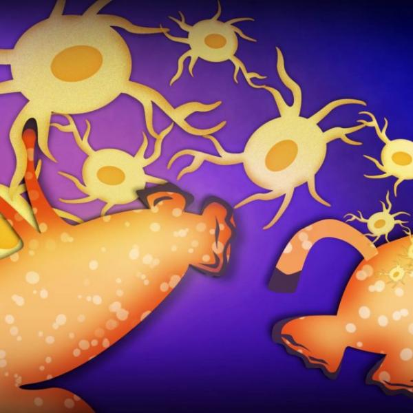 Μεταφορά ανάμνησης από ένα ζώο σε ένα άλλο