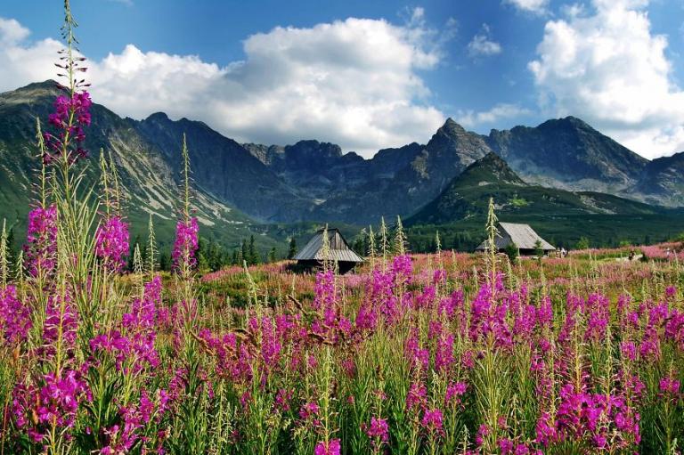 Φωτογραφίες από τα ανθισμένα βουνά της Πολωνίας