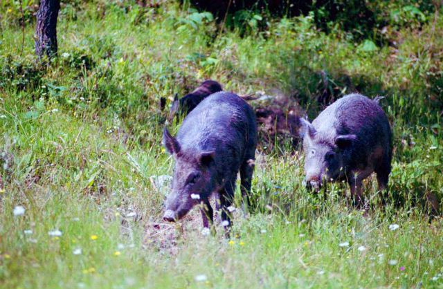 Αγέλη αγριογούρουνων «μένει» πλέον Εκάλη