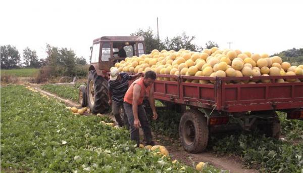 Στη ρύθμιση των 120 δόσεων και τα αγροτικά χρέη