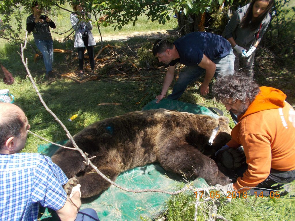 Σύστημα παρακολούθησης αρκούδων με δορυφορικά ραδιοκολάρα