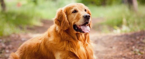 Καρδιαγγειακός κίνδυνος για τα σκυλιά που γεννήθηκαν καλοκαίρι