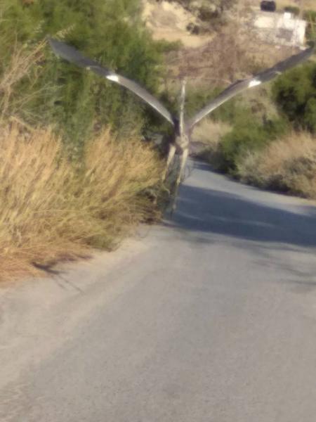 Το περίεργο πουλί που αναστάτωσε την Κρήτη