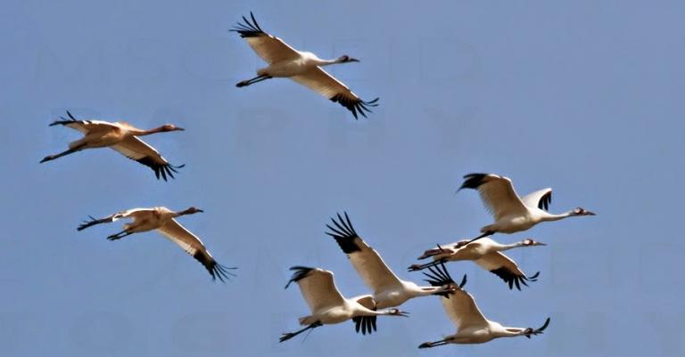 Ίβυκος, ανάμεσα στη Σαπφώ και τον Στησίχορο (Μέρος Δ’)