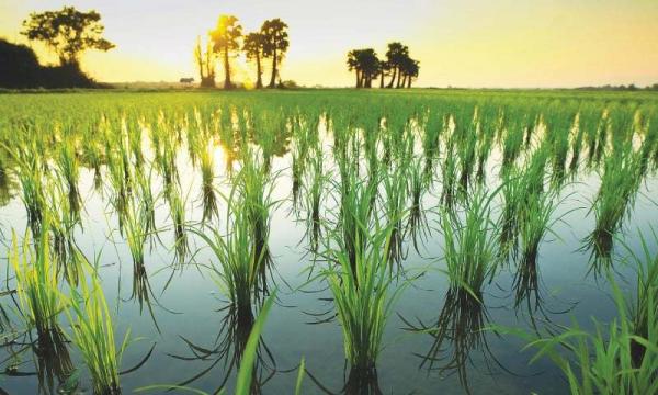 Η αύξηση του διοξειδίου άνθρακα μειώνει τη θρεπτική αξία του ρυζιού