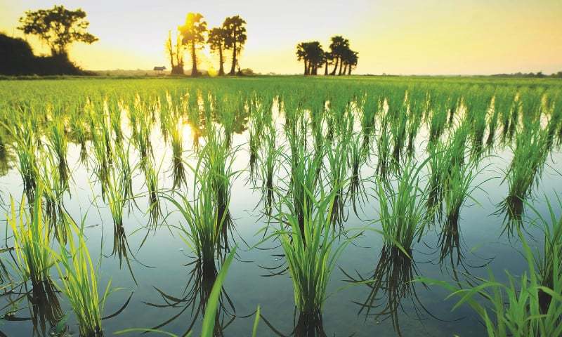 Η αύξηση του διοξειδίου άνθρακα μειώνει τη θρεπτική αξία του ρυζιού