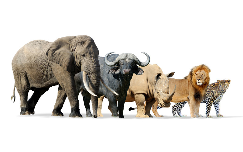 Υπάρχουν εκατοντάδες άγνωστα είδη θηλαστικών