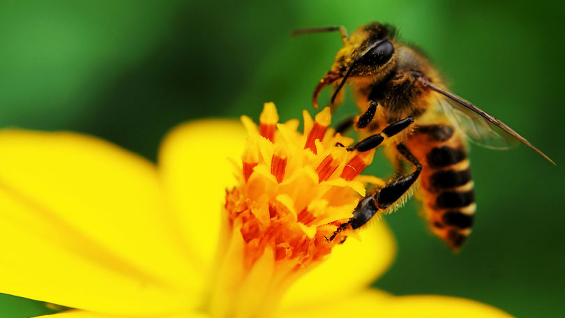 20ή Μαΐου: Παγκόσμια Ημέρα των Μελισσών
