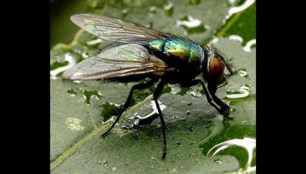 Σιμωνίδης ο Κείος, η δύναμη του γνήσιου αισθήματος (Μέρος Γ’)