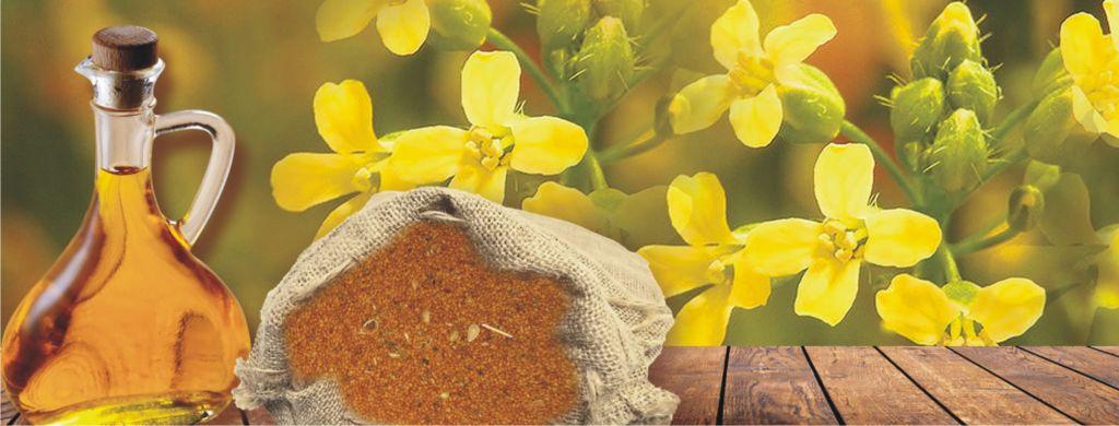 Ξεκινά η καλλιέργεια ελαιοκάμβρης πλούσιας σε ωμέγα 3 λιπαρά οξέα