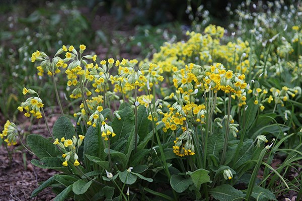 Ιωάννινα: Αλλοδαποί «θερίζουν» παρανόμως βότανα από ελληνικά βουνά