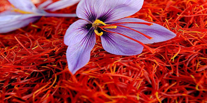 Κρόκος Κοζάνης: Ένας ελληνικός «θησαυρός» για την υγεία μας