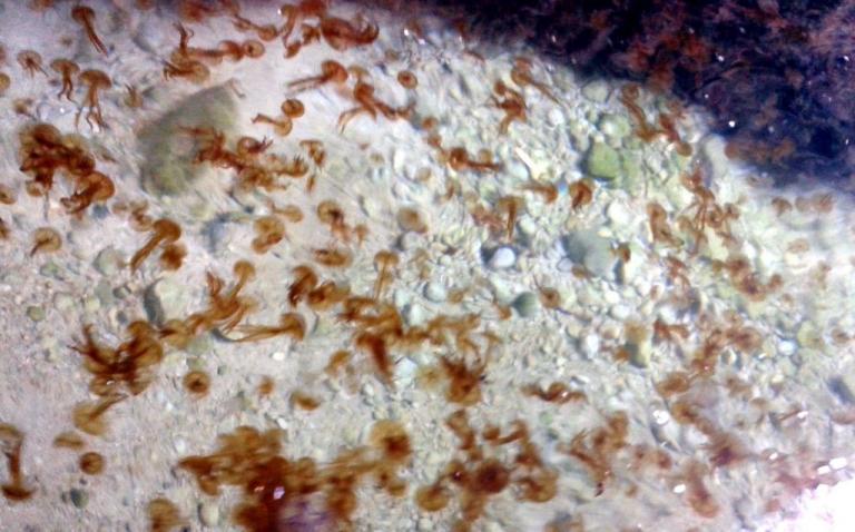 Κορινθιακός: Εντοπίστηκε «βρεφοκομείο» τσουχτρών σε σπηλιά [Εικόνες]