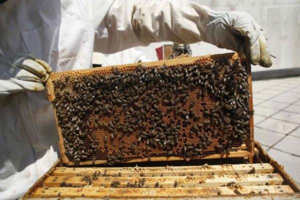 Η μέλισσα έχει γίνει ένα από τα πιο δημοφιλή κατοικίδια στη Γερμανία