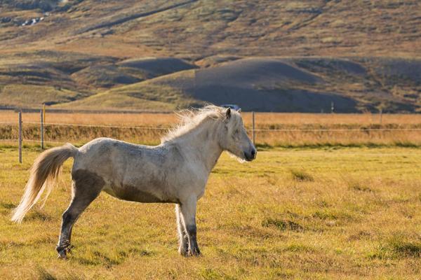 Η ομορφιά των αλόγων
