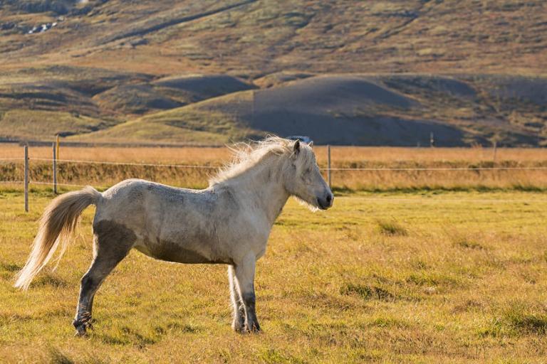 Η ομορφιά των αλόγων