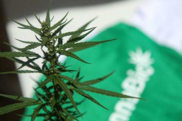 Ξεκίνησε η έκθεση BALKANNABIS EXPO 2018 στην «Τεχνόπολις»